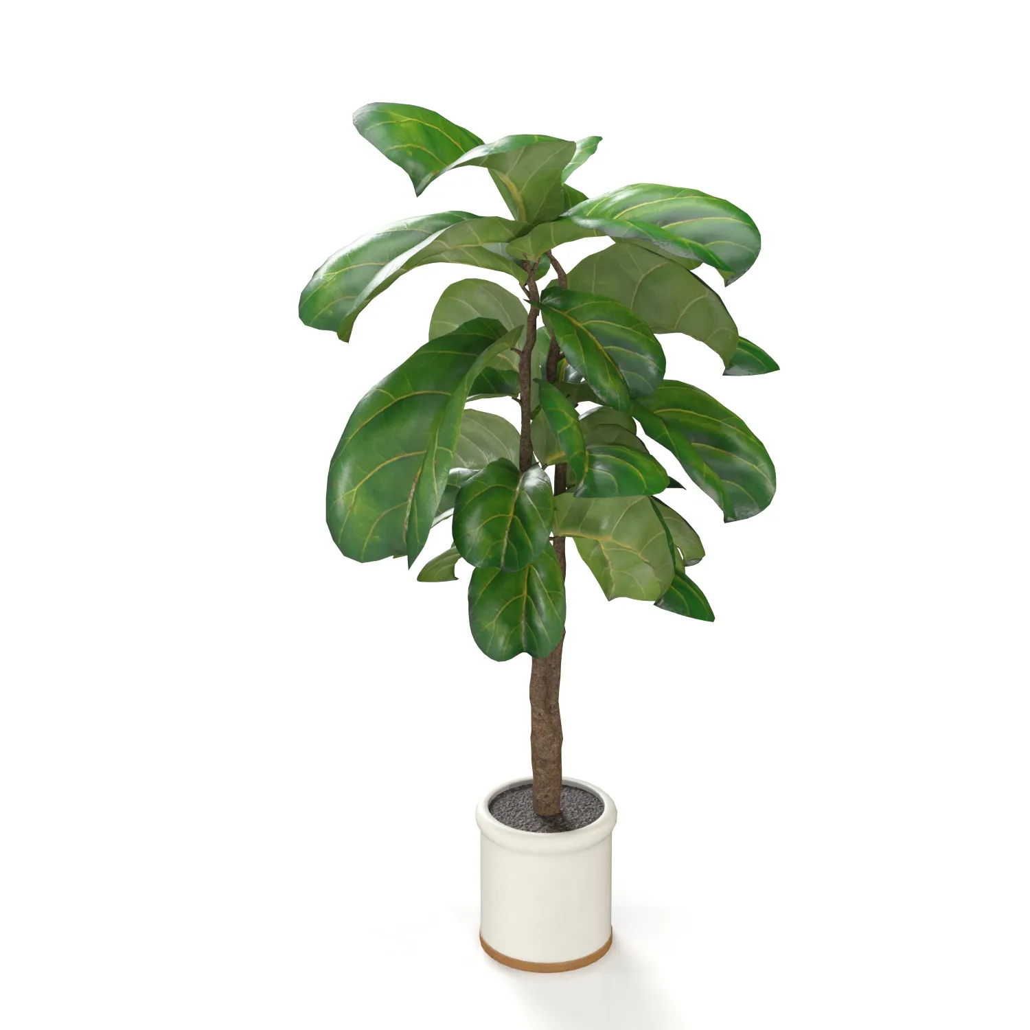 Fiddle Leaf Artificial Tree In White Ceramic Planter PBR 3D Model_06