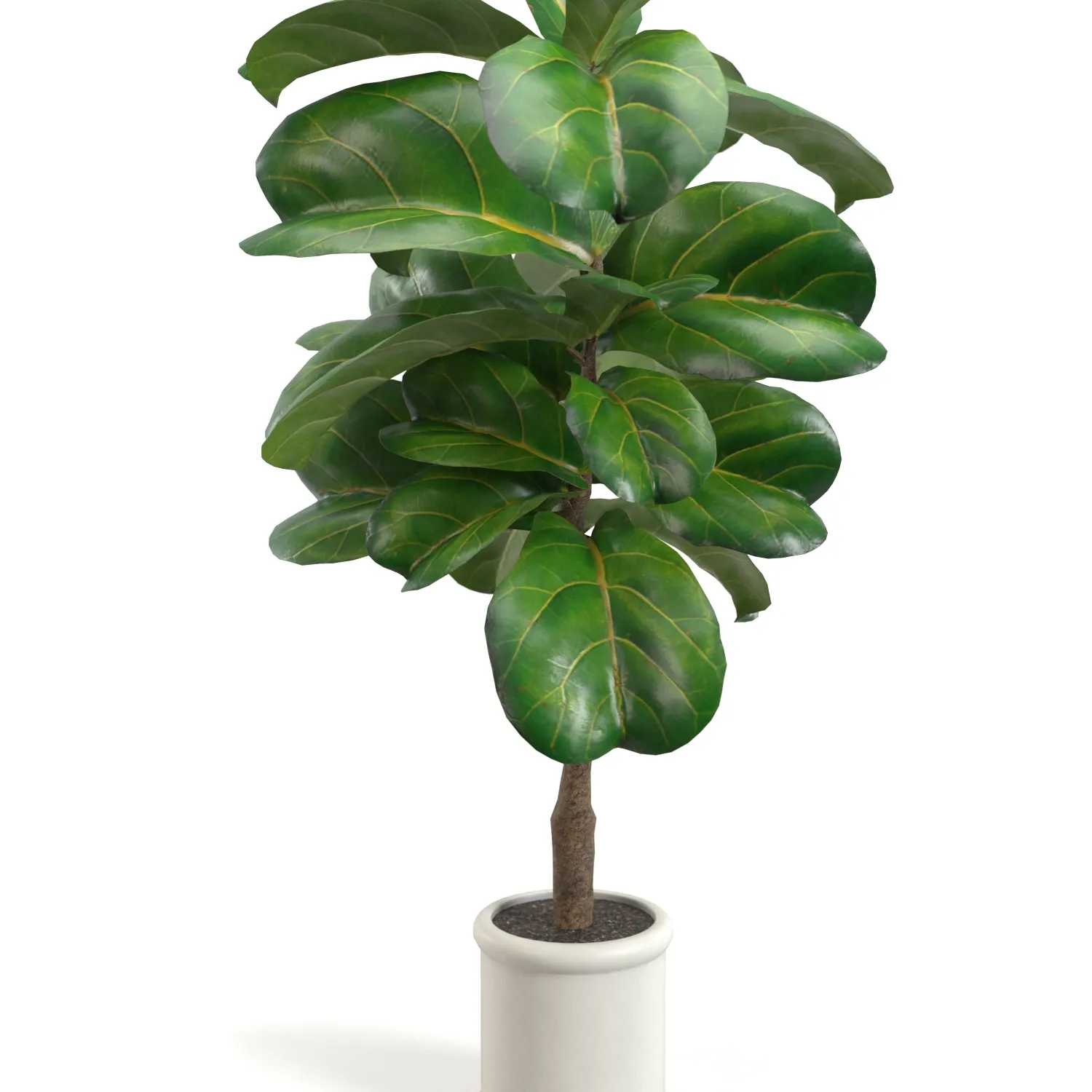 Fiddle Leaf Artificial Tree In White Ceramic Planter PBR 3D Model_05