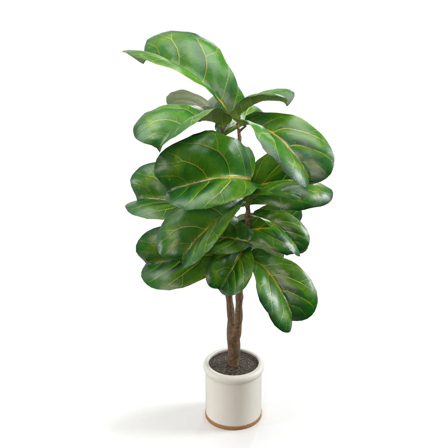 Fiddle Leaf Artificial Tree In White Ceramic Planter PBR 3D Model_04