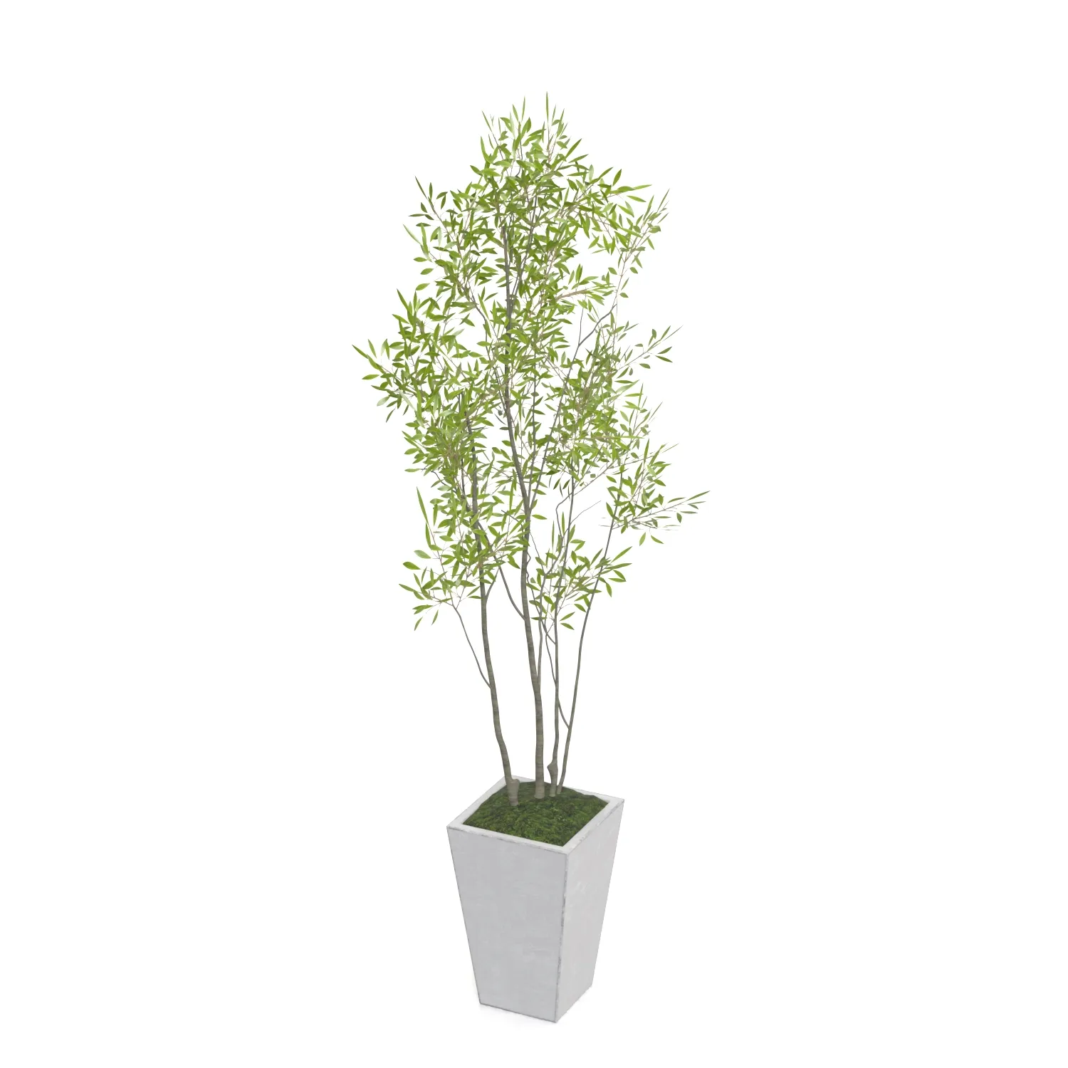 Amur Decorative Plant PBR 3D Model_06