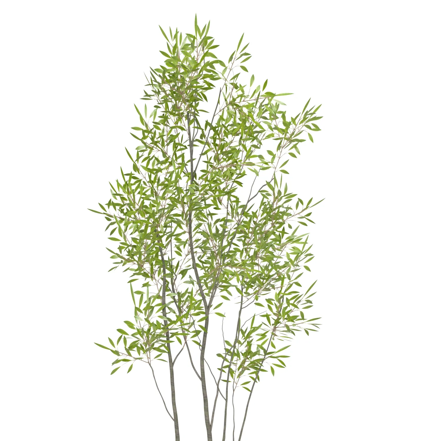 Amur Decorative Plant PBR 3D Model_05