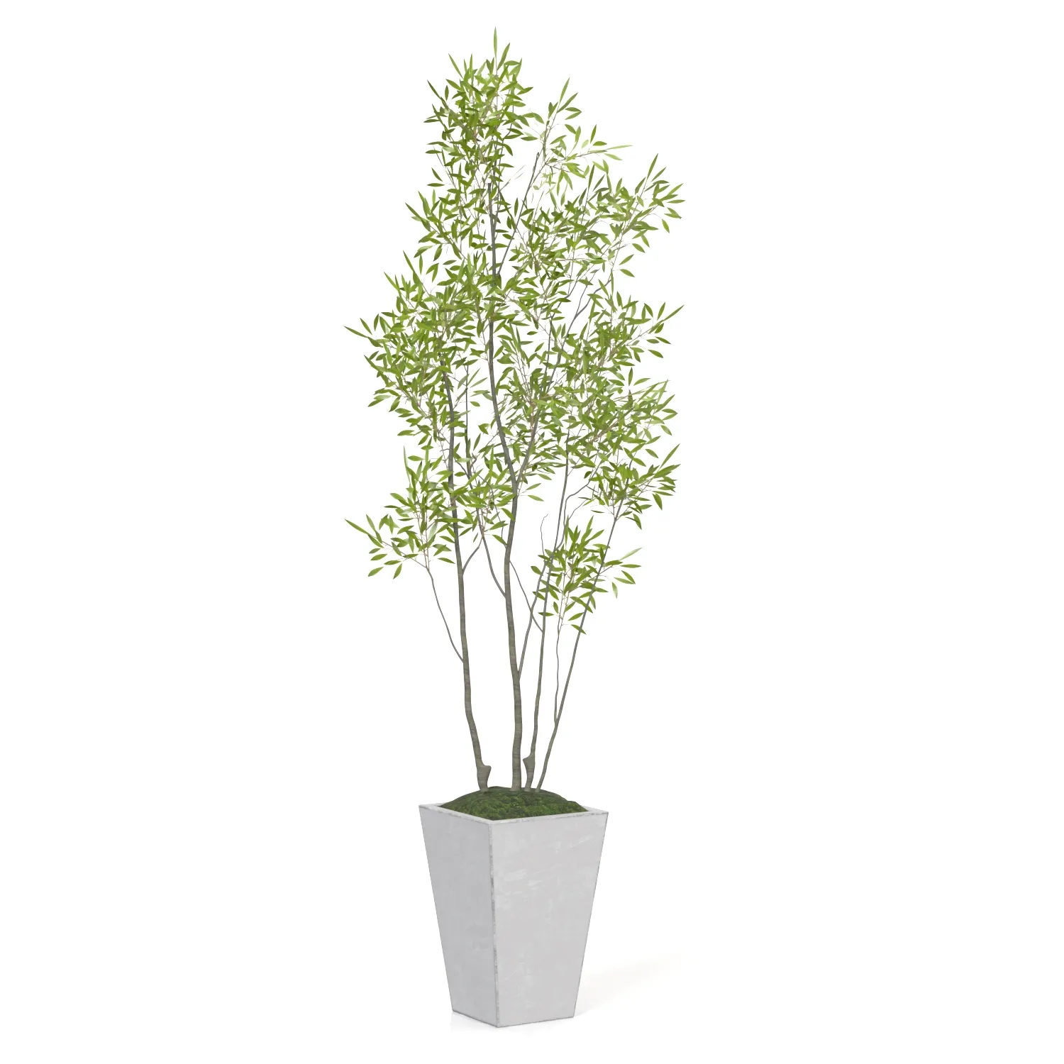 Amur Decorative Plant PBR 3D Model_01