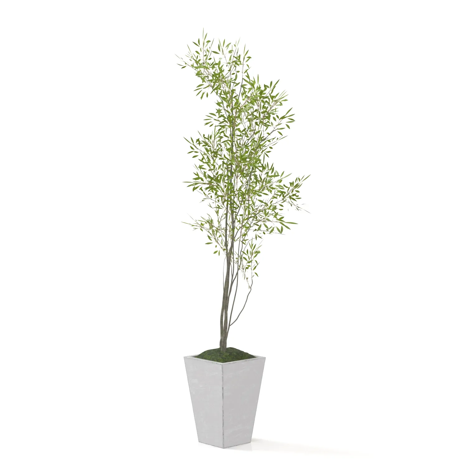 Amur Decorative Plant PBR 3D Model_03