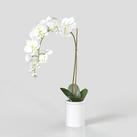Threshold Small Potted Orchid PBR 3D Model
